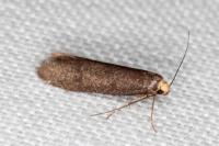 Agnoea