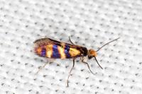 Micropterix aglaella