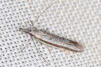 Pleurota ericella
