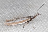 Pleurota ericella