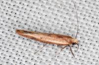 Zelleria hepariella