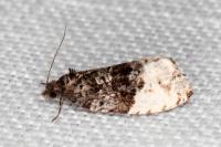 Hedya pruniana