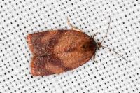 Cacoecimorpha pronubana