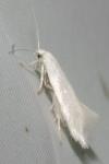Elachista