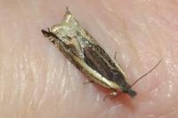 Ancylis apicella