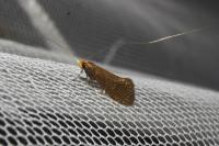 Nematopogon adansoniella
