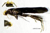 Spuleria flavicaput