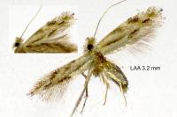 Bucculatrix bechsteinella