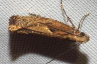 Acrolepiopsis vesperella