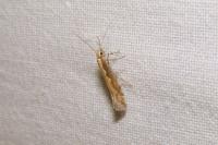 Plutella xylostella