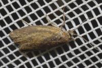 Clepsis unicolorana