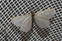 Rebelia plumella surientella