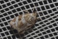 Argyrotaenia ljungiana