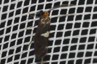 Incurvaria masculella