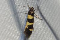 Denisia