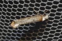 Pseudoswammerdamia combinella