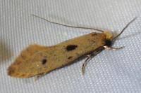 Tinea trinotella