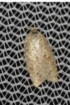 Acleris