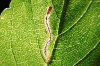 Bucculatrix ulmifoliae