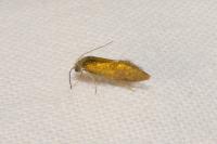 Dyseriocrania subpurpurella