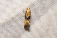 Eupoecilia angustana