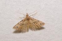 Alucita hexadactyla