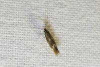 Bucculatrix nigricomella