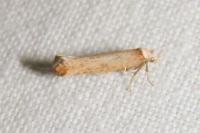 Pseudoswammerdamia combinella