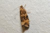 Celypha lacunana
