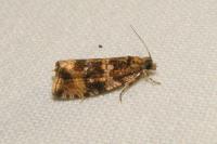 Celypha lacunana