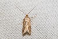 Borkhausenia nefrax