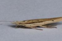 Ypsolopha mucronella