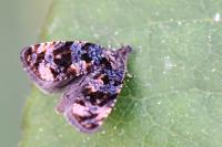 Endothenia ustulana