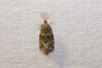 Celypha lacunana
