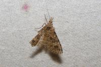 Alucita hexadactyla