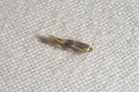 Bucculatrix nigricomella