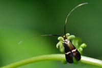 Adela australis