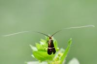 Adela australis