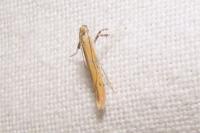 Aspilapteryx tringipennella