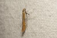 Aspilapteryx tringipennella