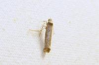 Pseudoswammerdamia combinella