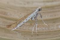 Aspilapteryx tringipennella
