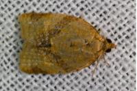 Clepsis consimilana