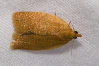 Clepsis consimilana