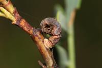 Coleophora sisteronica