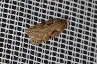 Semioscopis steinkellneriana