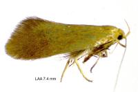 Crassa tinctella