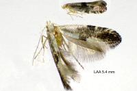 Argyresthia spinosella