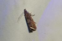 Dichrorampha