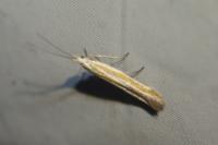Coleophora